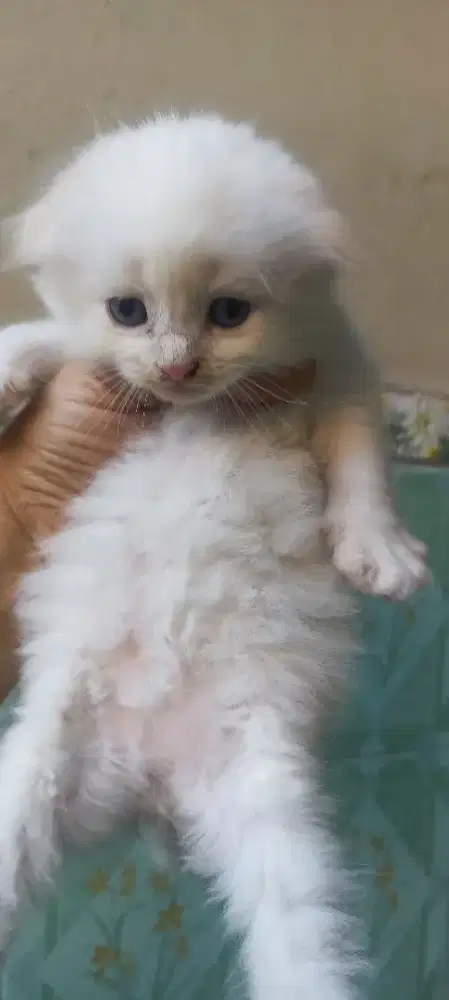 Scottish fold putih blue eyes