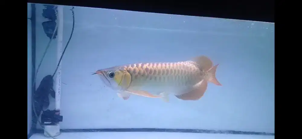 Ikan arwana  SR 40 cm