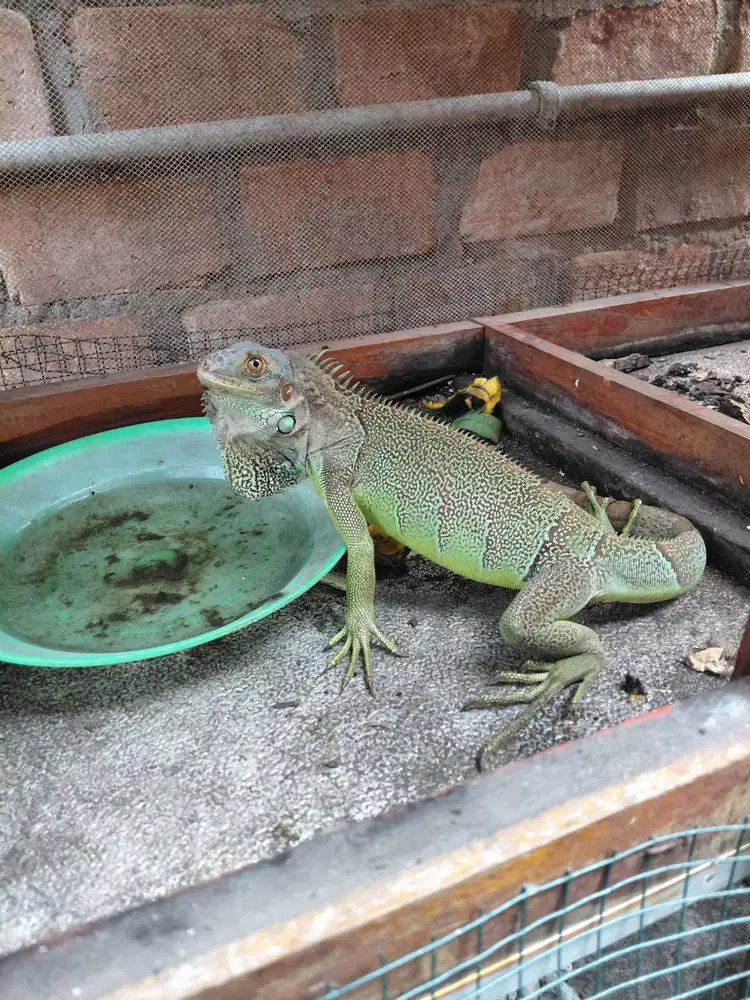Iguana remaja nego