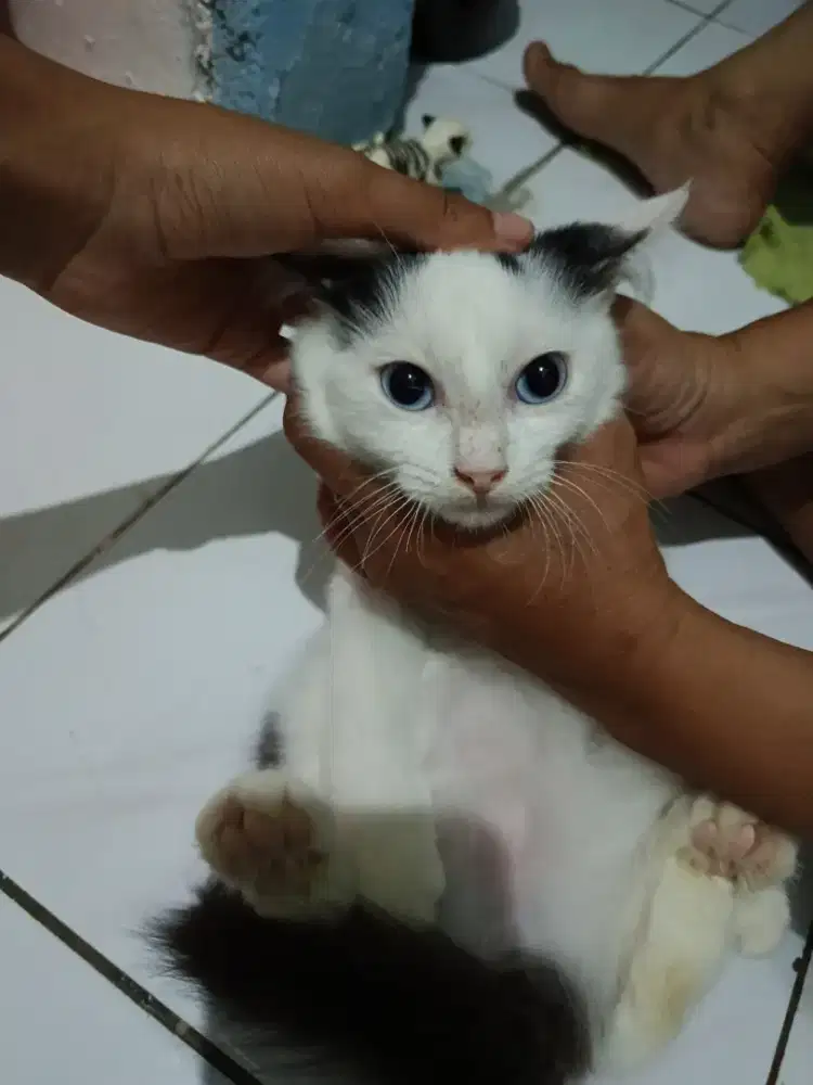 Persian+kampung