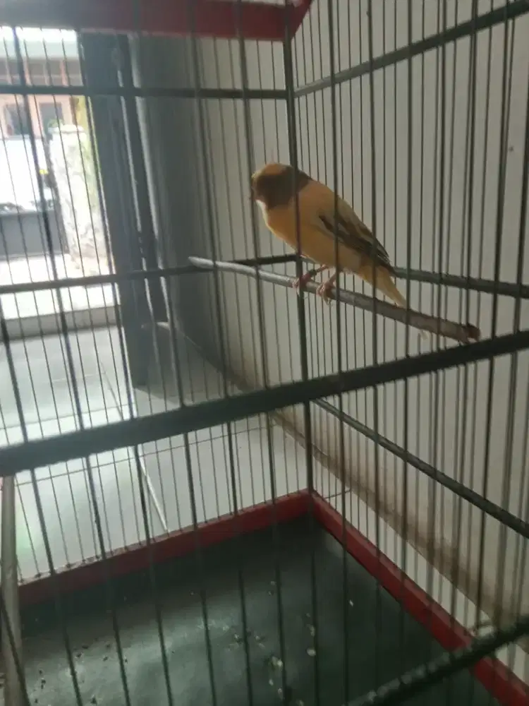 Burung kenari gacor