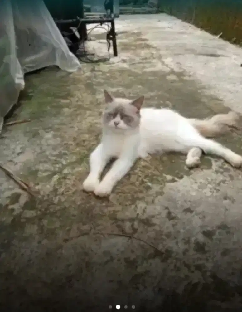 Lepas Adopsi ragdol jantan