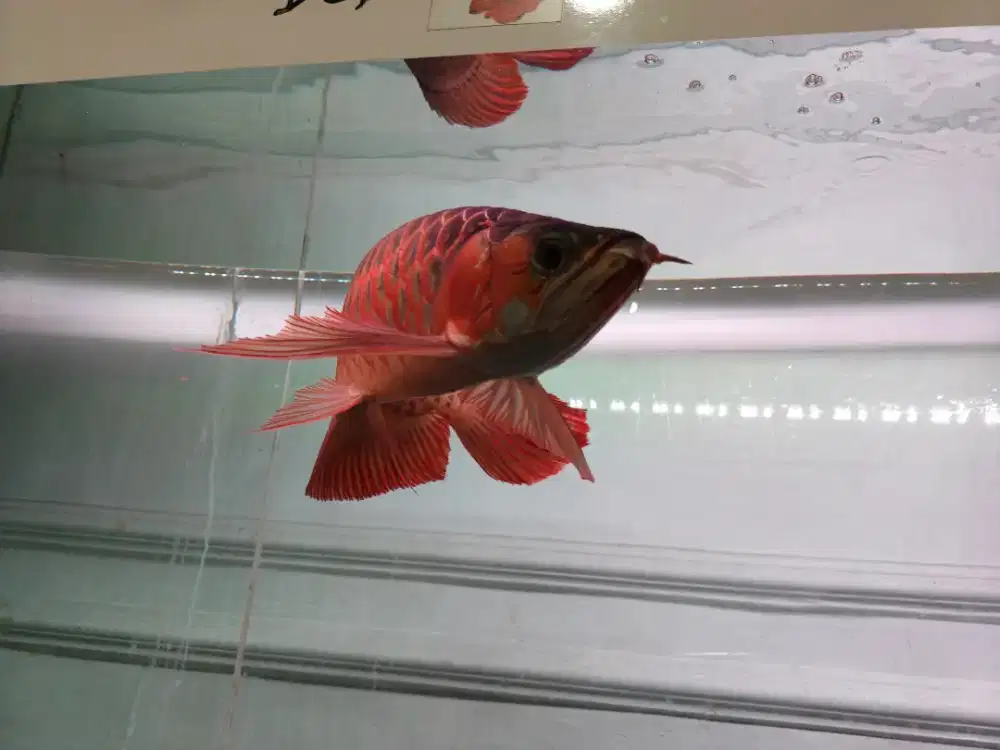 Ready arwana super red