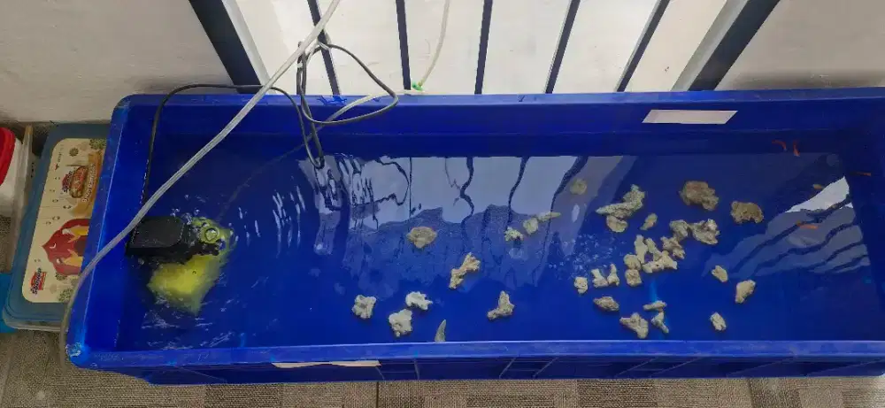 Kolam ikan dan ikan guppy