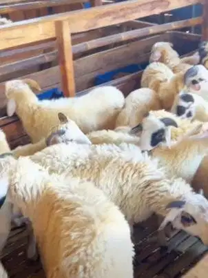 10 ekor bakalan domba jantan 5-6 bulanan siap penggemukan qurban puas
