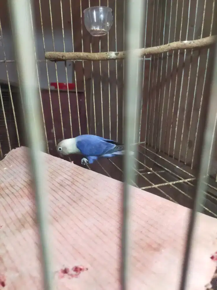 Burung Lovebird jantan