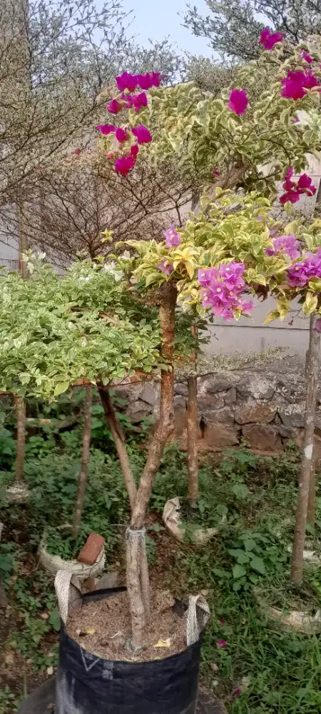 Pohon bugenville bonsai