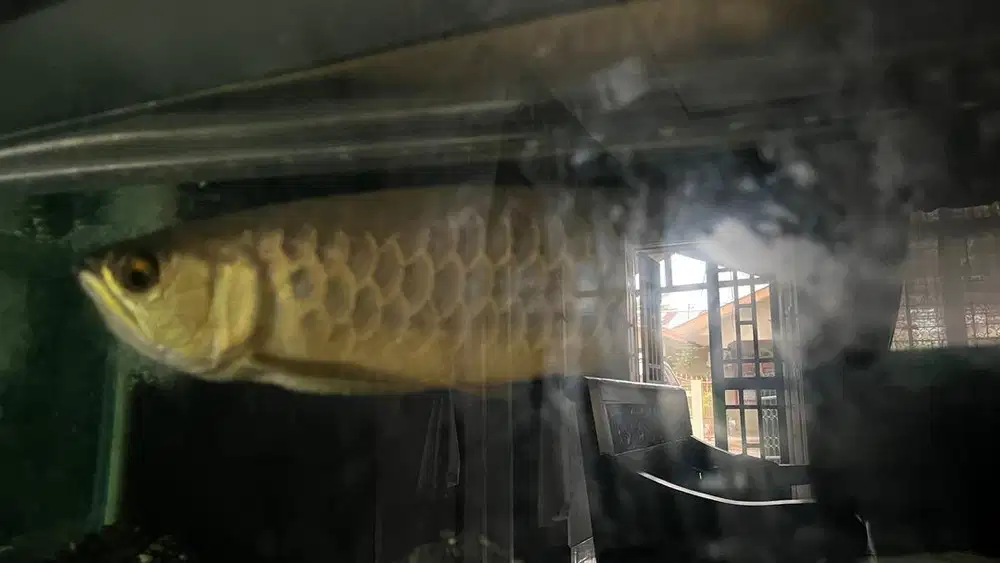 Ikan. Arwana Golden