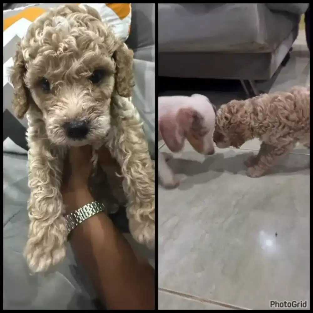 Anak Anjing Toy Poodle