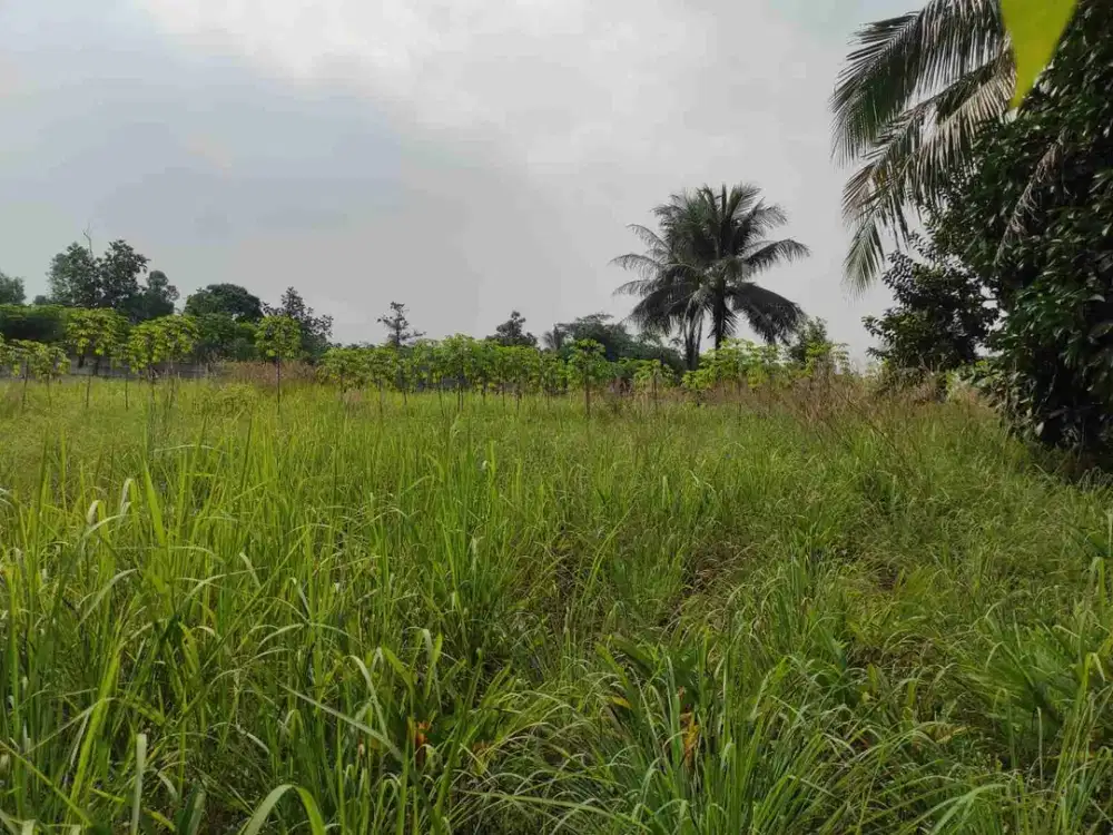 Dijual Lahan cocok Investasi di Tenjo Sangat dekat dengan Stasiun KRL