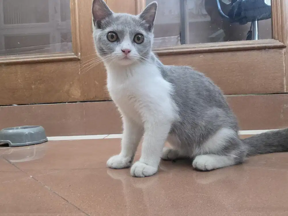 Kucing bsh bico blue betina