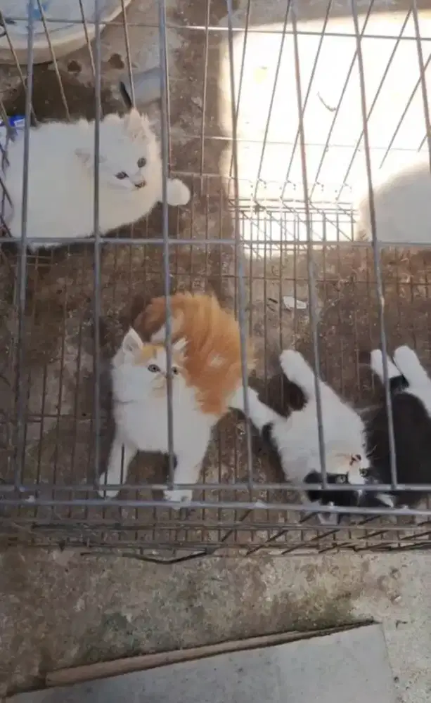 Kitten/Persia/Kitten Persia/Peaknose/Flatnose/Kucing Ras