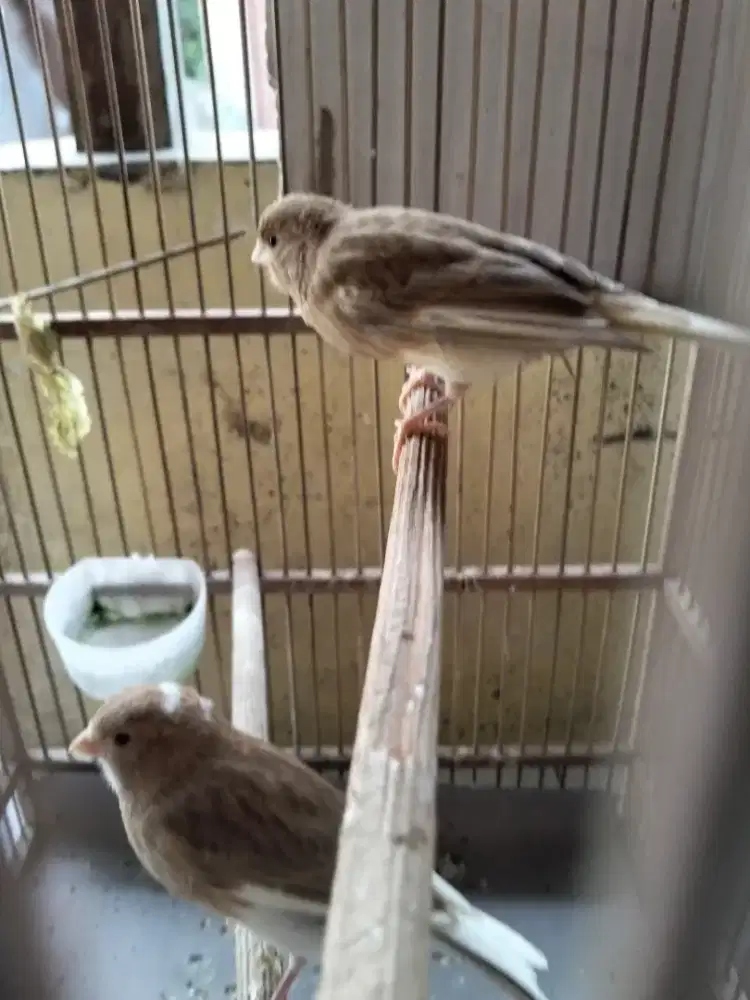 Sepasang kenari baud