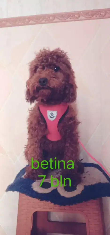 Puppies poodle betina