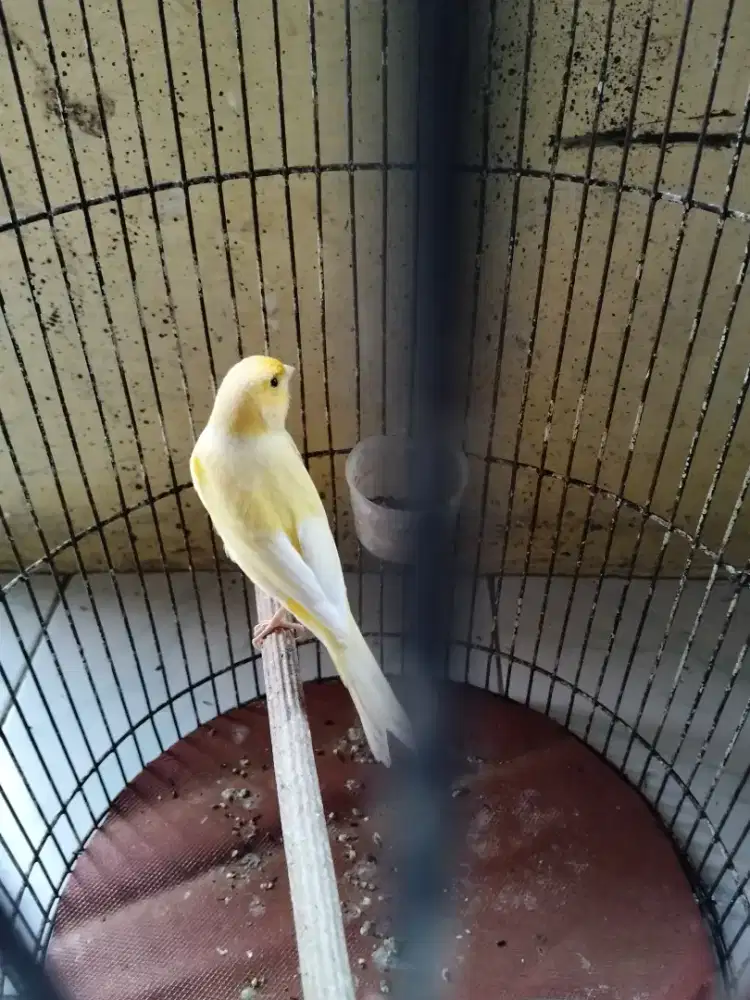Kenari jantan gacor