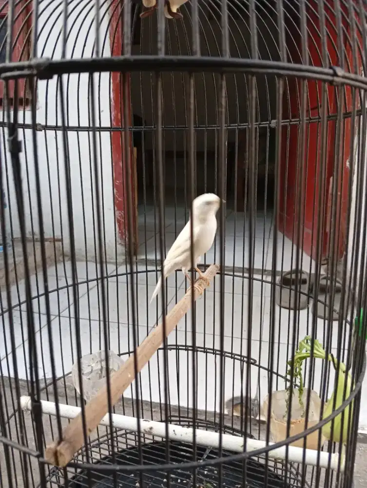 Burung kenari  gacor