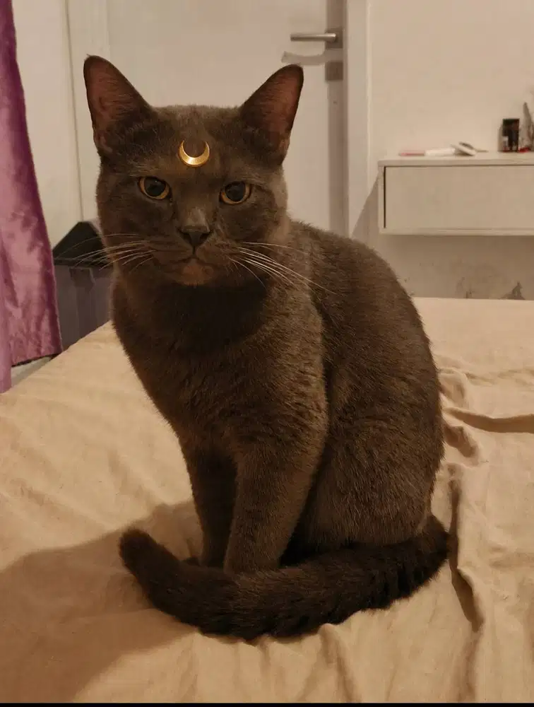 Kucing Sailormoon (LUNA)