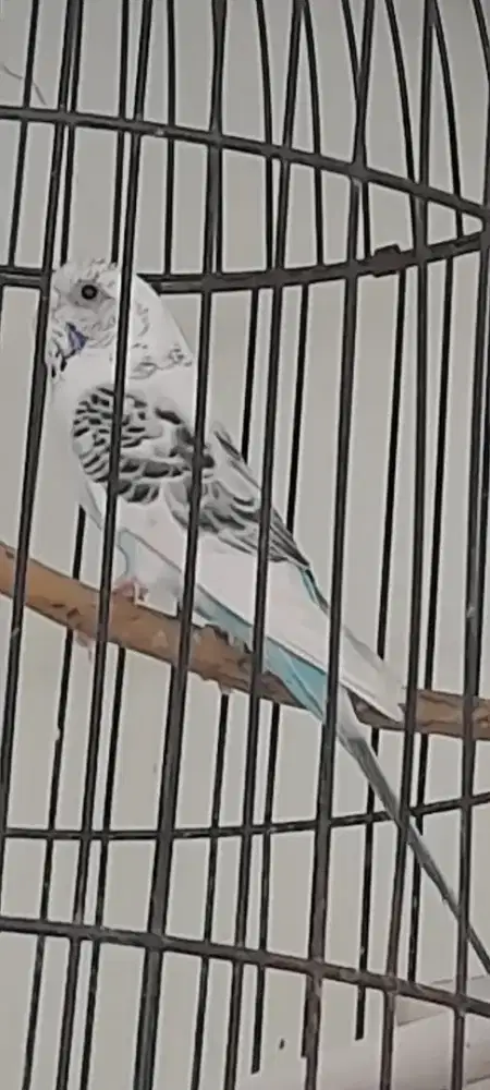 Parkit ex masteran
