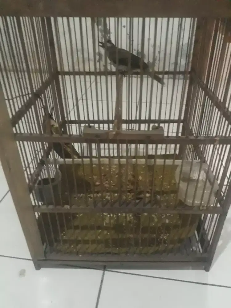 Burung trucuk tambak body sedang bunyi