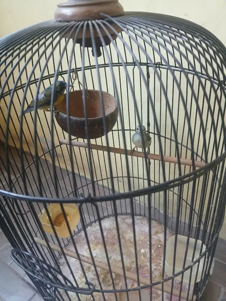 Di jual burung kolap sepasang baru jodoh