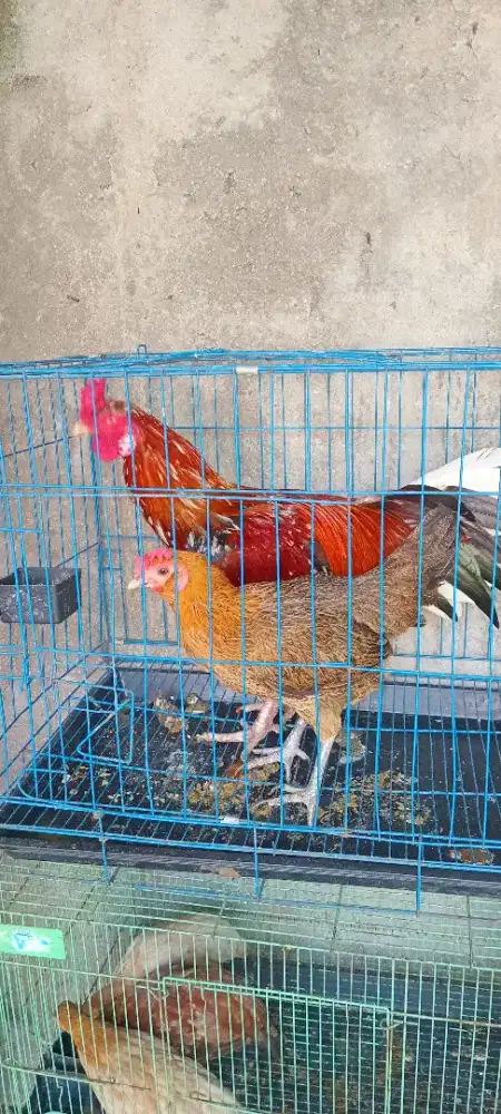 Sepasang  ayam kampung
