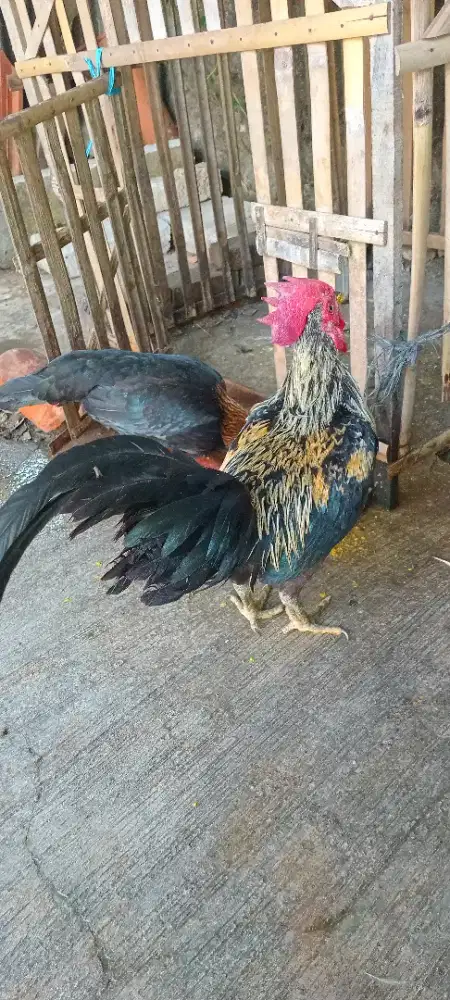 Sepasang ayam kampung