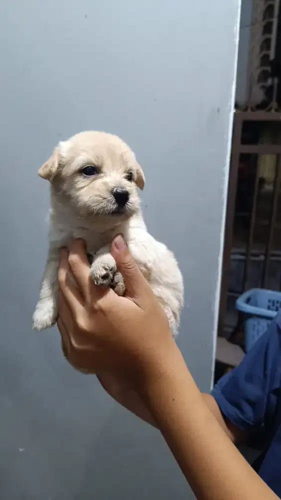 Anak aniing mix
