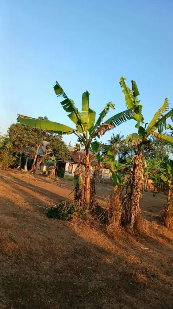 Dijual Tanah Tanpa Perantara