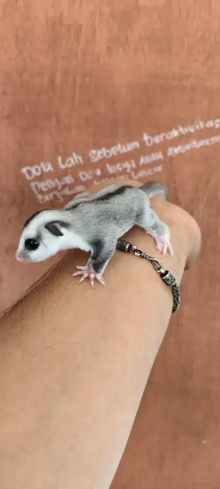 sugar glider joy WF het LEU