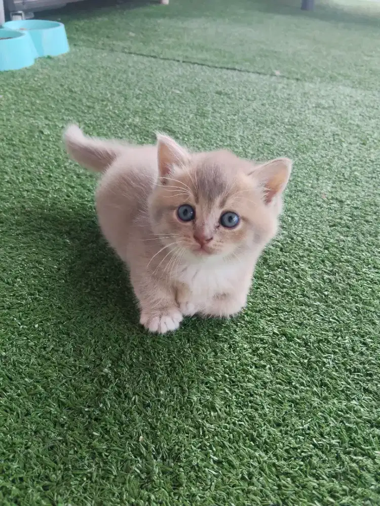 Kitten bs Munchkin