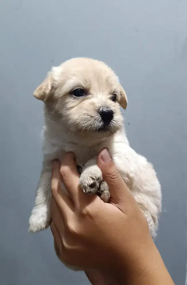 Anak anjing ( adopsi)