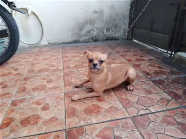 Mix Breed Pincher