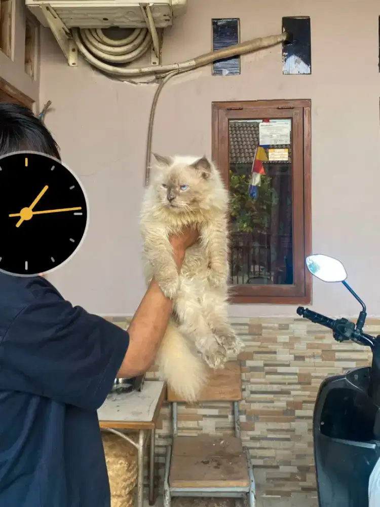 Kucing himalaya jantan