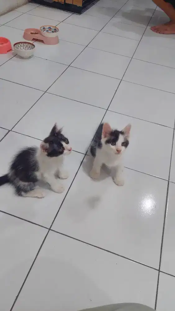 Kucing ragdoll mixdom