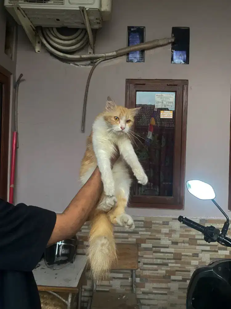 Kucing persia betina