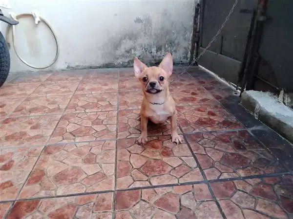 Mix Breed Pincher -1