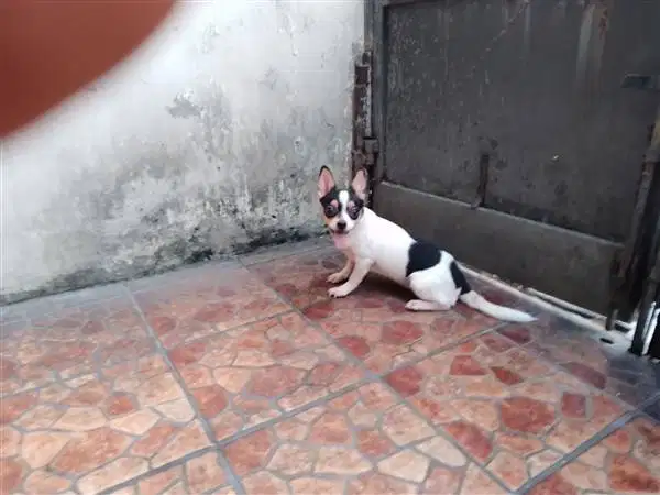 Mix Breed Pincher Betina
