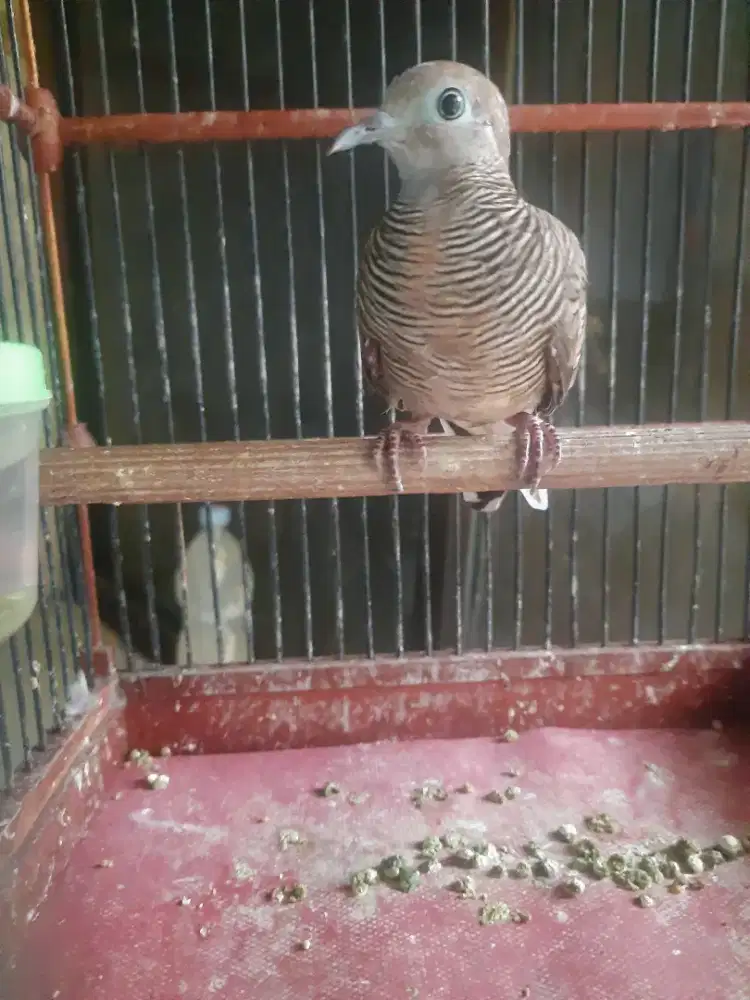 Burung perkutut