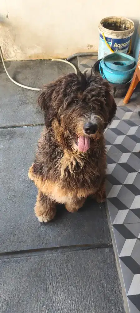 ANJING MALAMOODLE