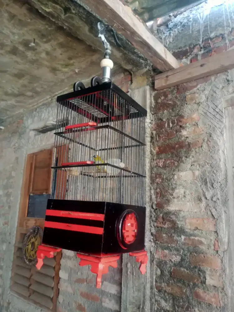 Burung blackcam jinak receh
