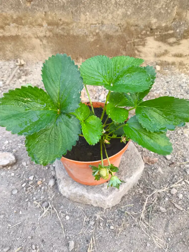 Strawberry Buah Manis Subur Hiasan Taman