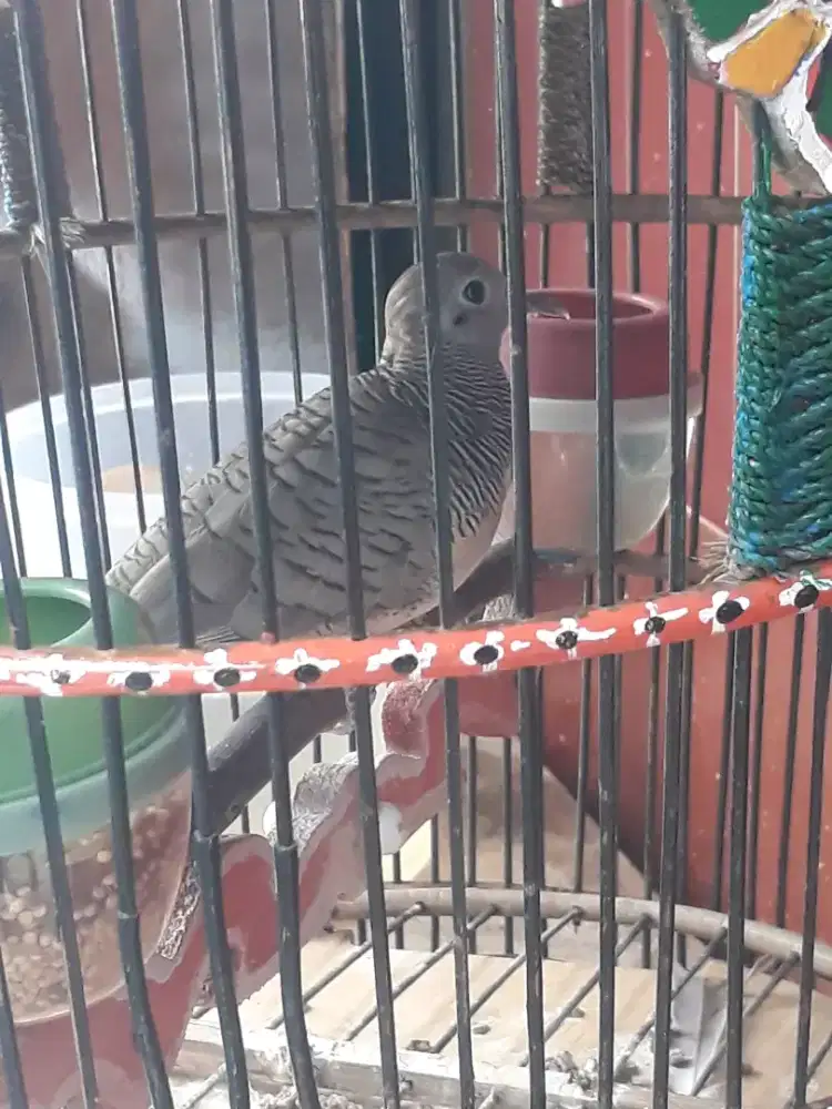 perkutut bangkok udah bunyi