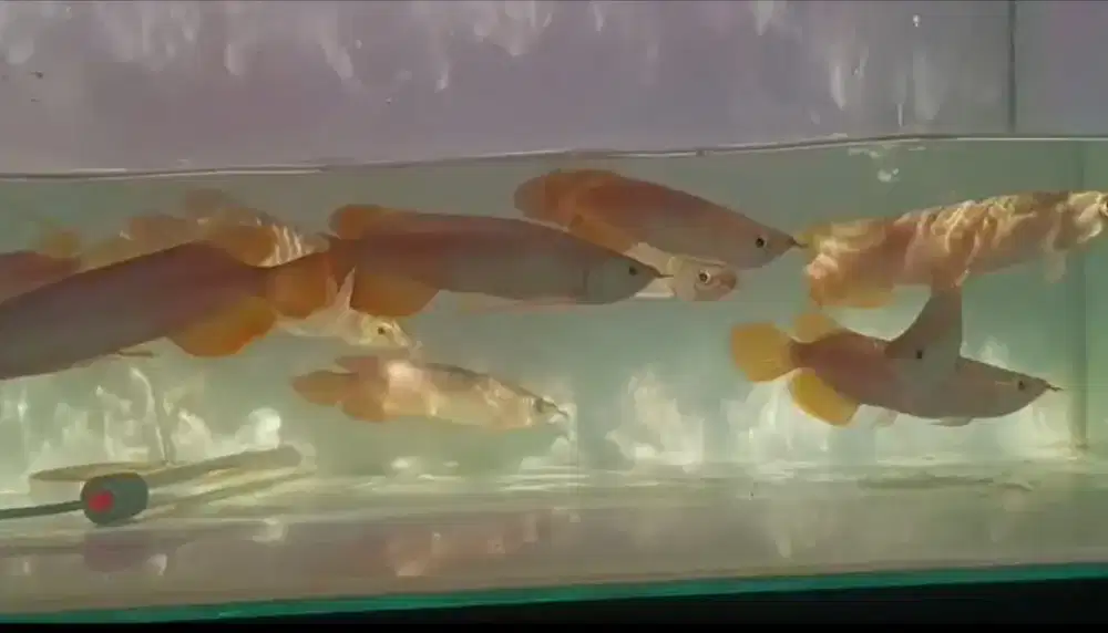 Arowana Super Red Size 20-22cm