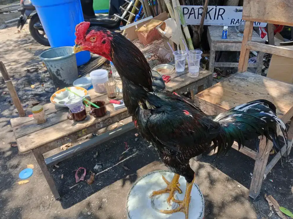 Ayam BK 2D(khoytrad x shamokhoy)