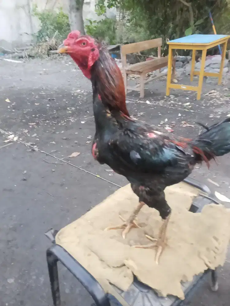 Ayam Bangkok 2D (pakhoy black swan x pakhoy manop)