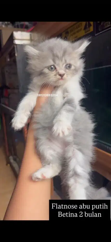 Kucing flatnose abu putih