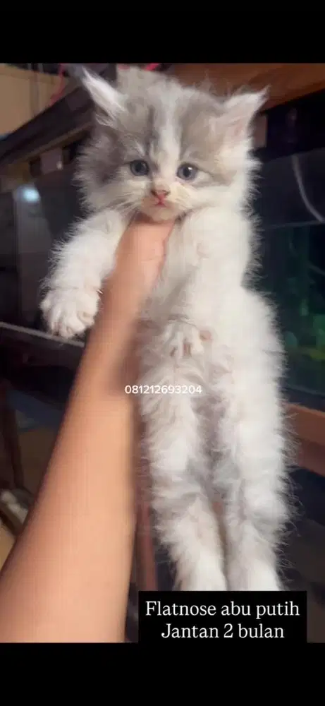 Kucing flatnose abu putih