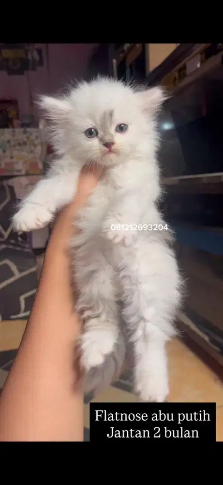 Kucing flatnose abu putih