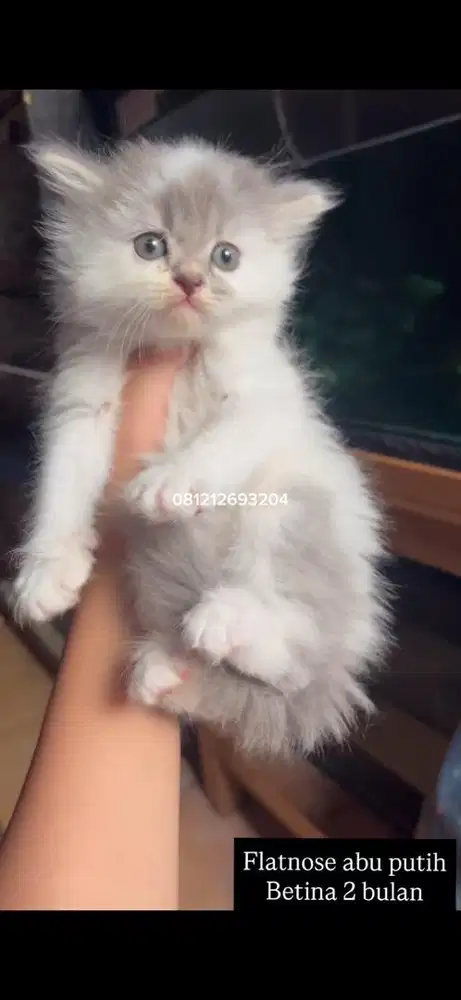 Kucing flatnose abu putih