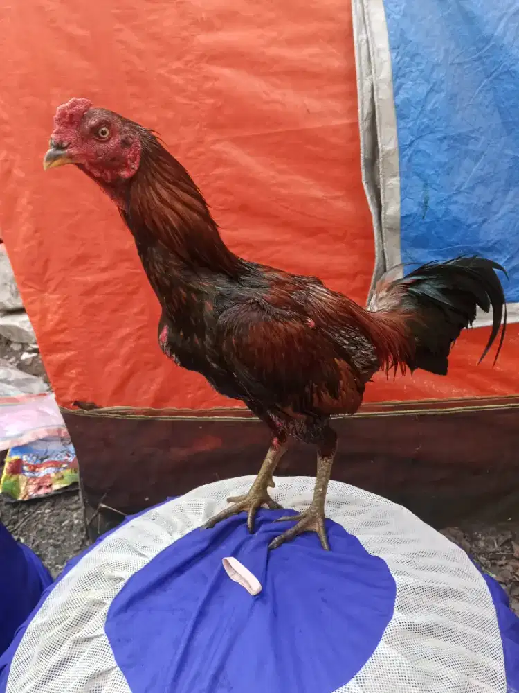Ayam 2D(khoyngon x pakhoy long drumband)